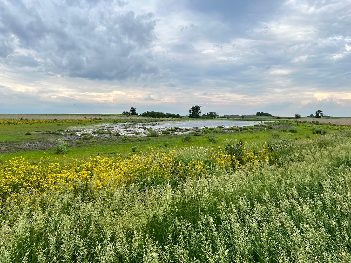 This restored wetland is shown in the distance. It is clearly shallow and surrounded by tall and short native grasses and flowers. The sky is blue and quite cloudy.