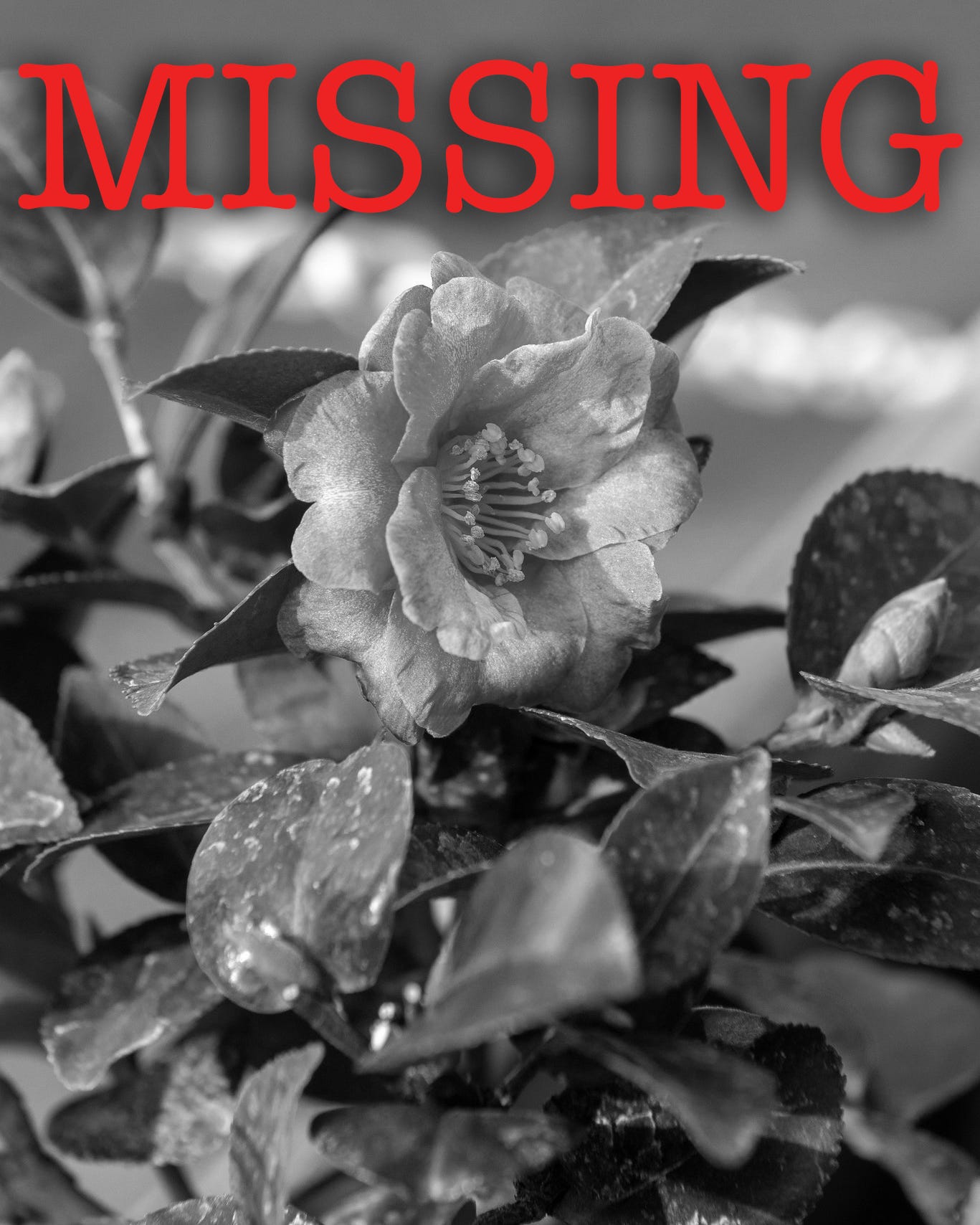 ID: Black and white poster style photo of camellia flower, with the word missing written in all caps in red on the top