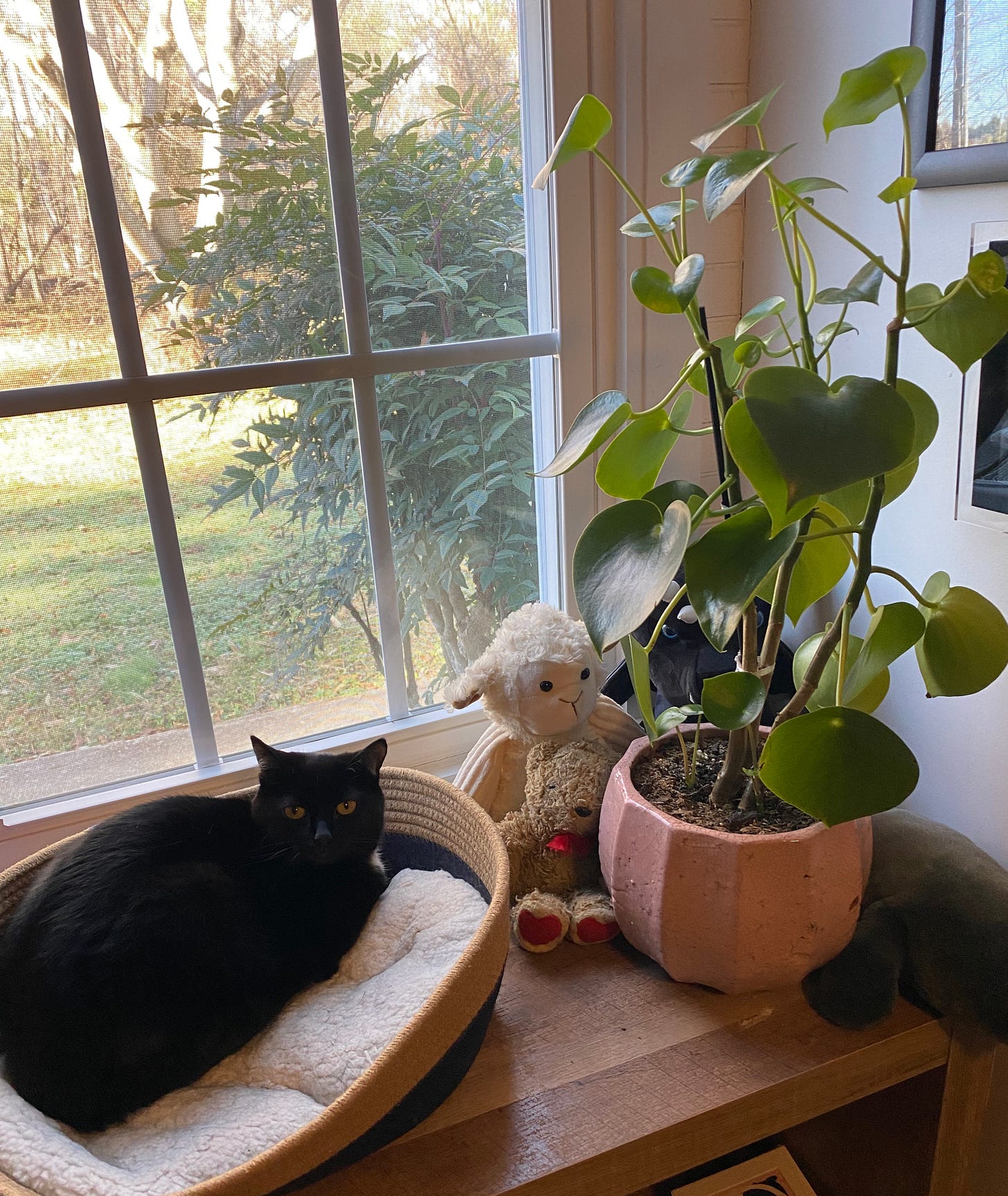A black cat sitting in a cat bed next to a pothos plant in a pink pot next to a window. 