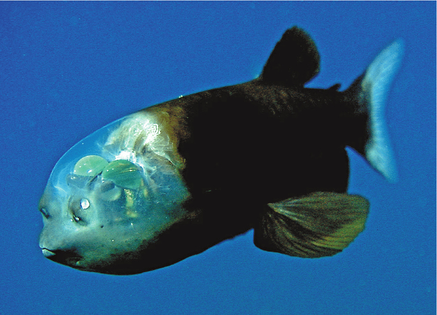 macropinna microstoma or barreleye fish swimming