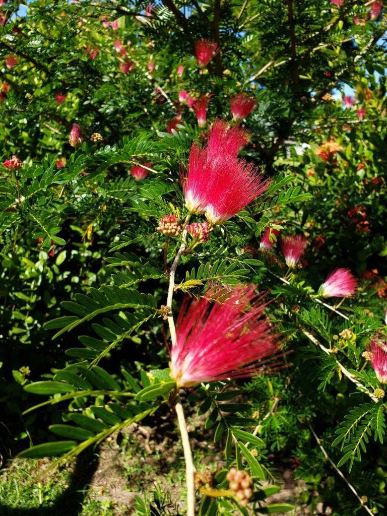 a red flowere at the botanical gardens in Rousseau, Dominica