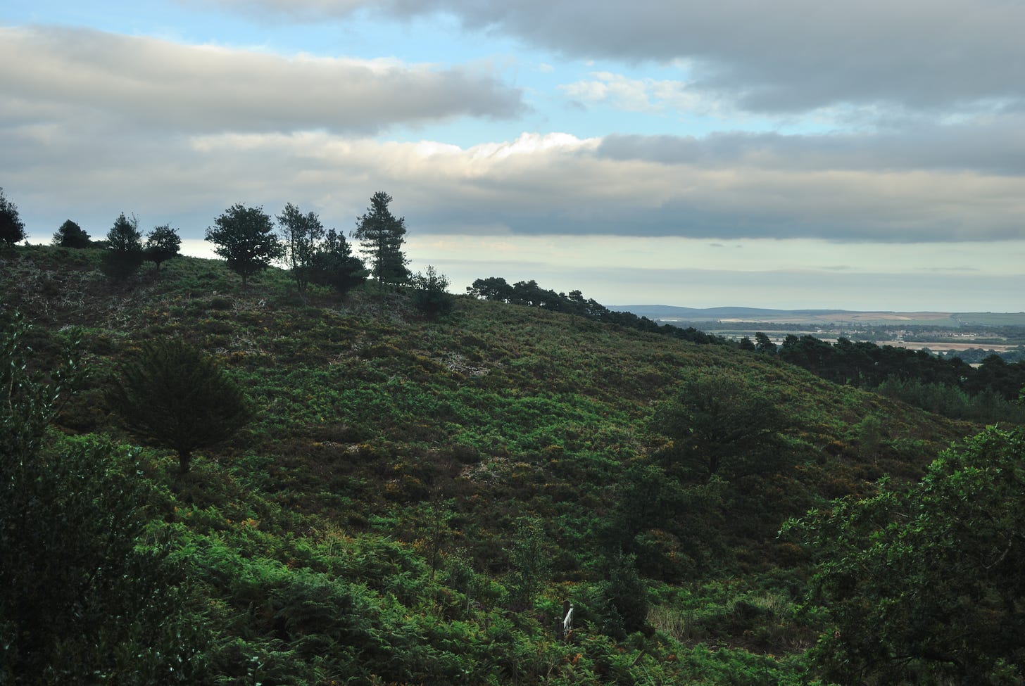 Duddle Heath above Thomas Hardy’s Cottage, Bockhamton