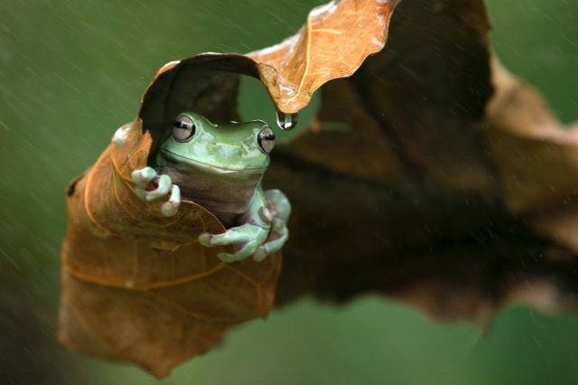 a frog hiding within the curl of a dry leaf - he grips the edge and peeks out like he's on a little balcony, sheltering from the rain with a mischievous smile on his face. Idk why i keep gendering all these frogs as boys.