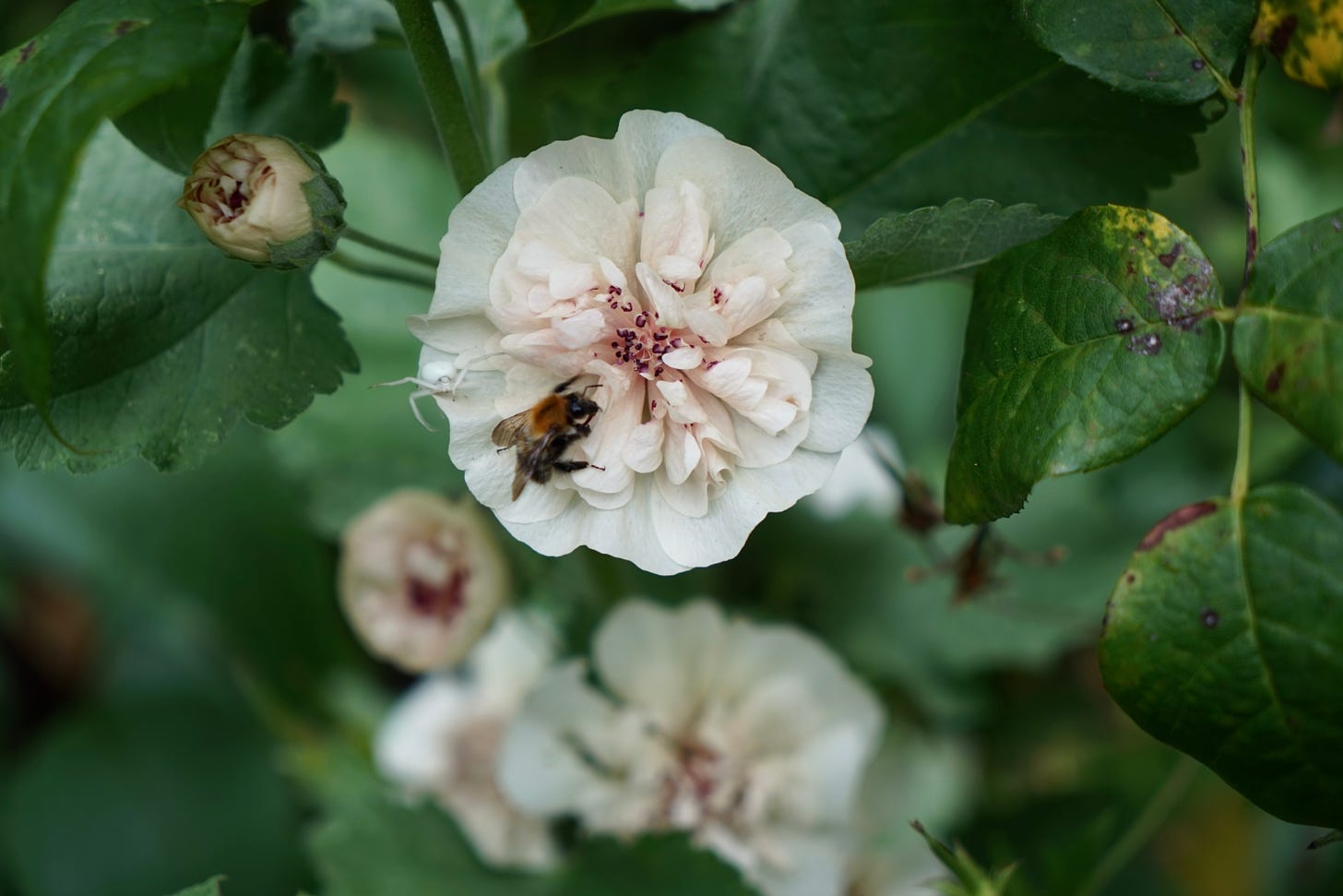 a flower and a bee