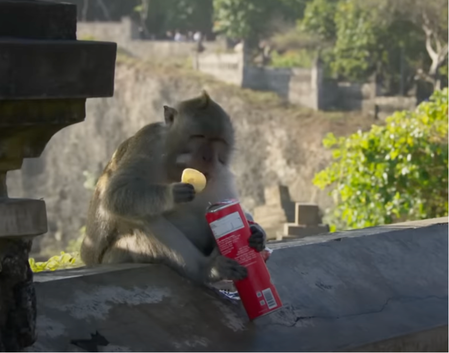 Temple monkey eating a can of Pringles