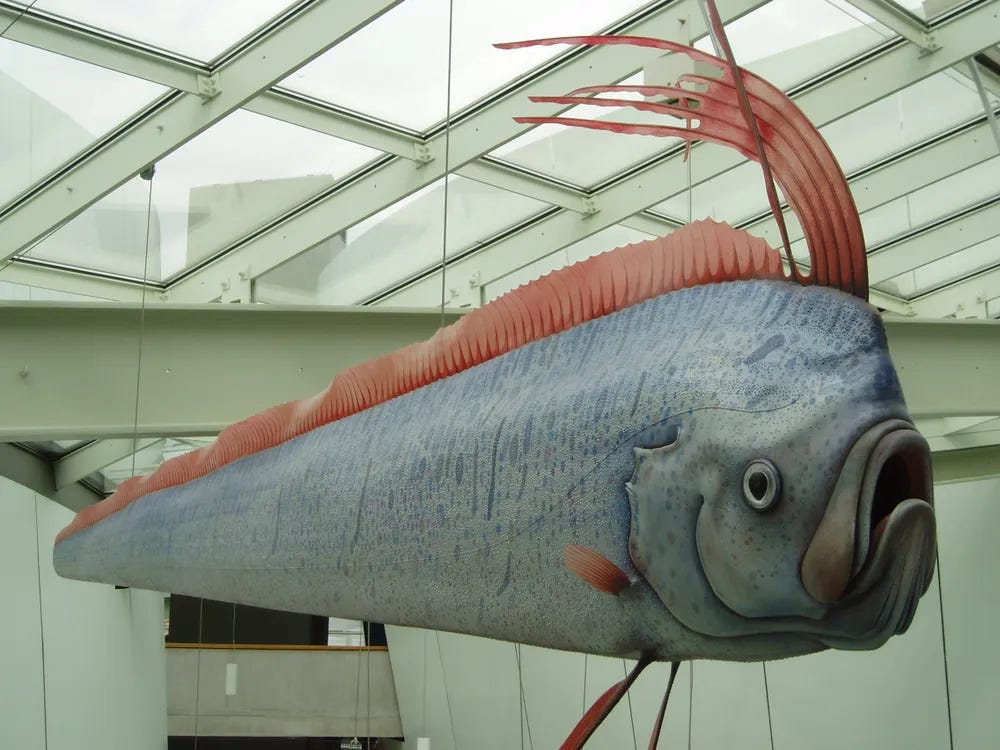 Rare Oarfish Caught on Video on Great Barrier Reef | Smart News|  Smithsonian Magazine