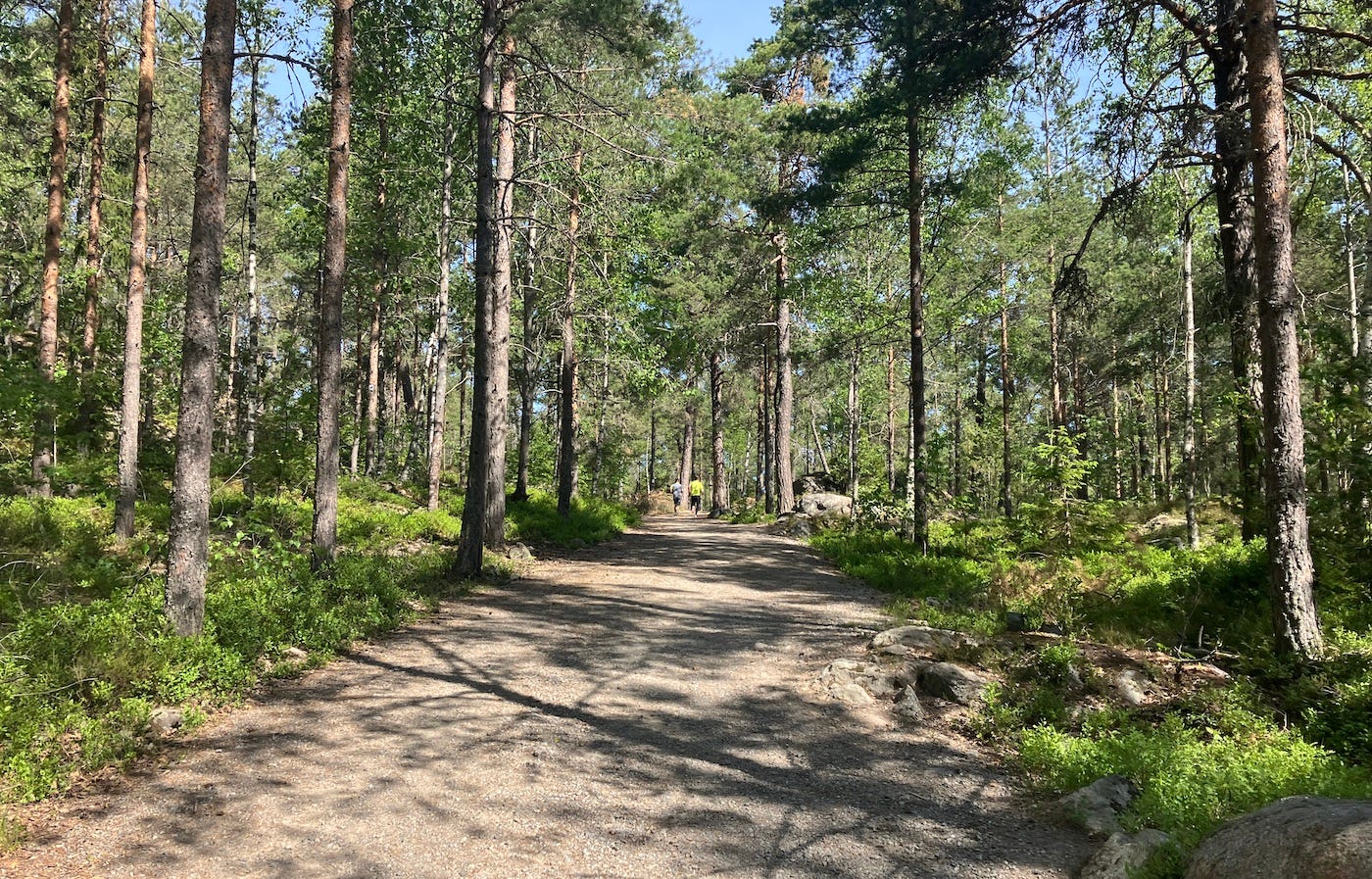 Path surrounded by thin pine trees
