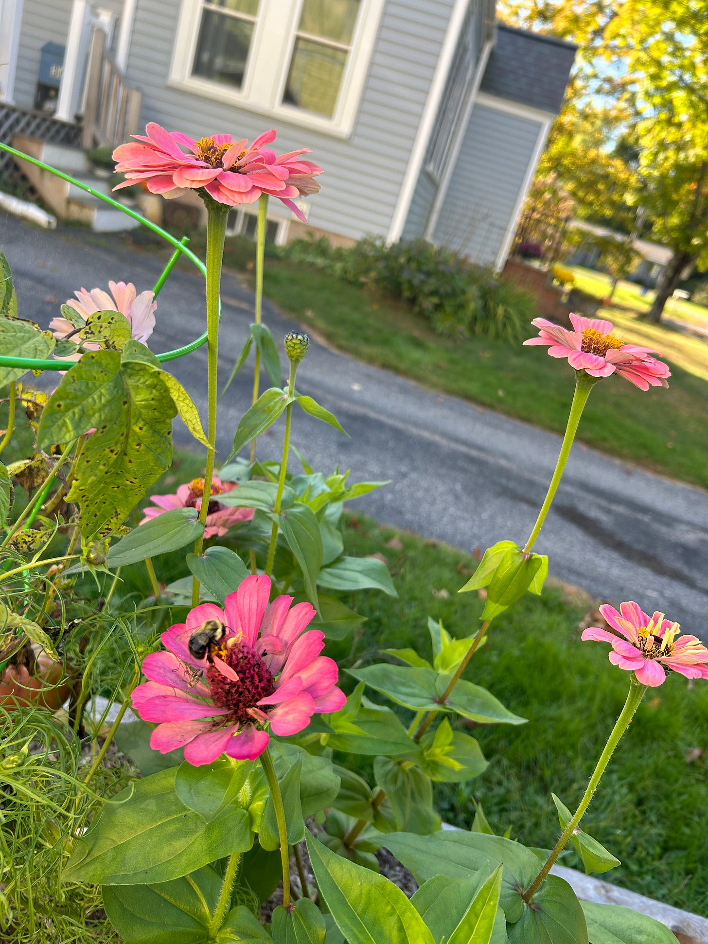 fresh flowers bee