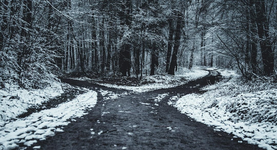 landscape photography of splitted road surrounded with trees