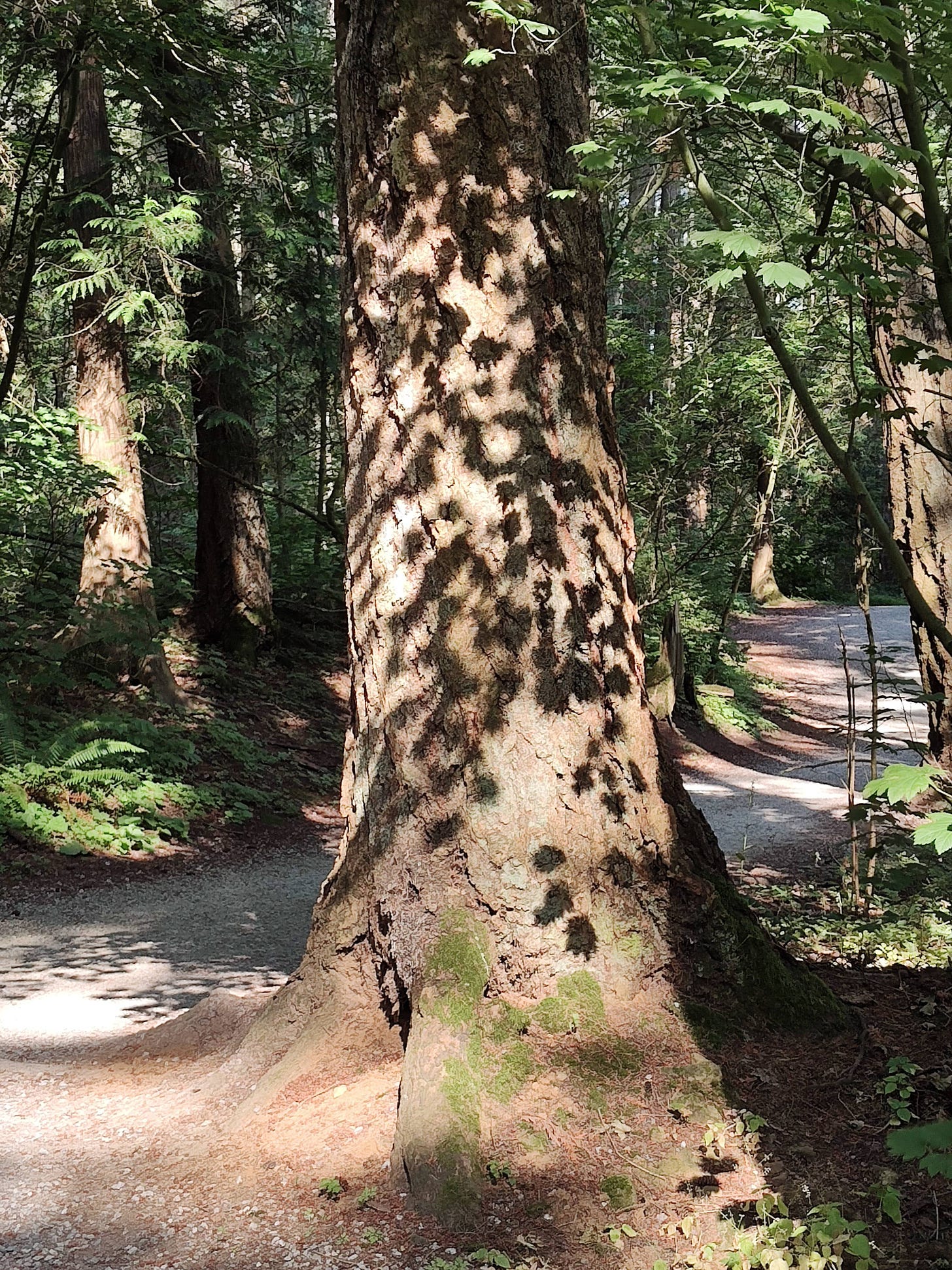 Turning the corner of the path to see this cedar tree with dappling from the shadows cast by the sun shining through the leaves of a deciduous tree nearby