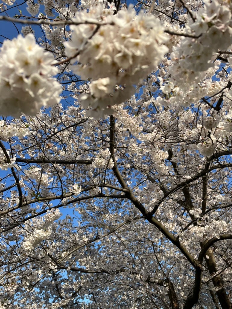 A bunch of cherry blossom branches full of white flowers. Some, closest to the camera, are blurry. The sky is showing through various openings and it is so bright and blue.