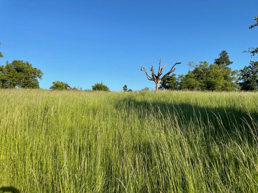 Image of a lone dead tree in a field of tall grasses.
