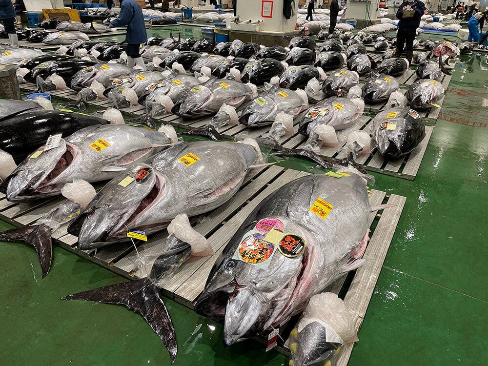 tuna auction