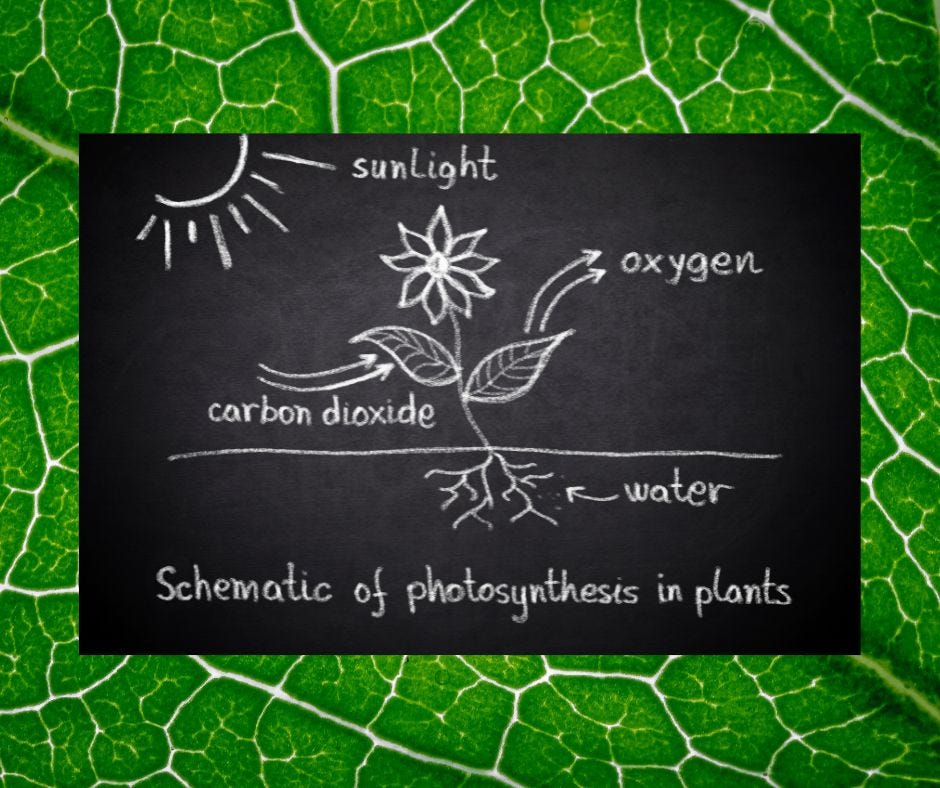 chalkboard drawing of plant photosynthesis