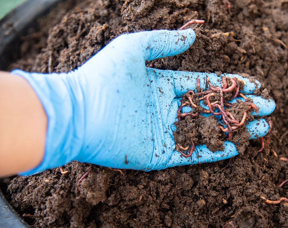 gloved hand holding worms