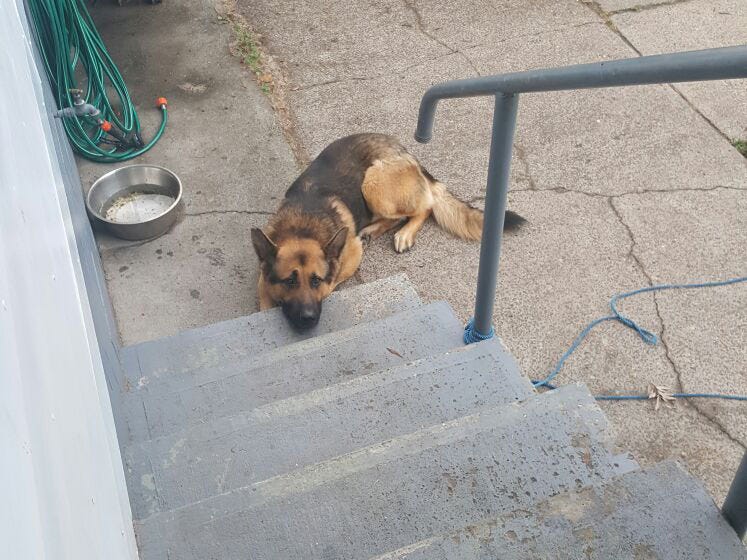 Dog sits at the bottom of stairs.