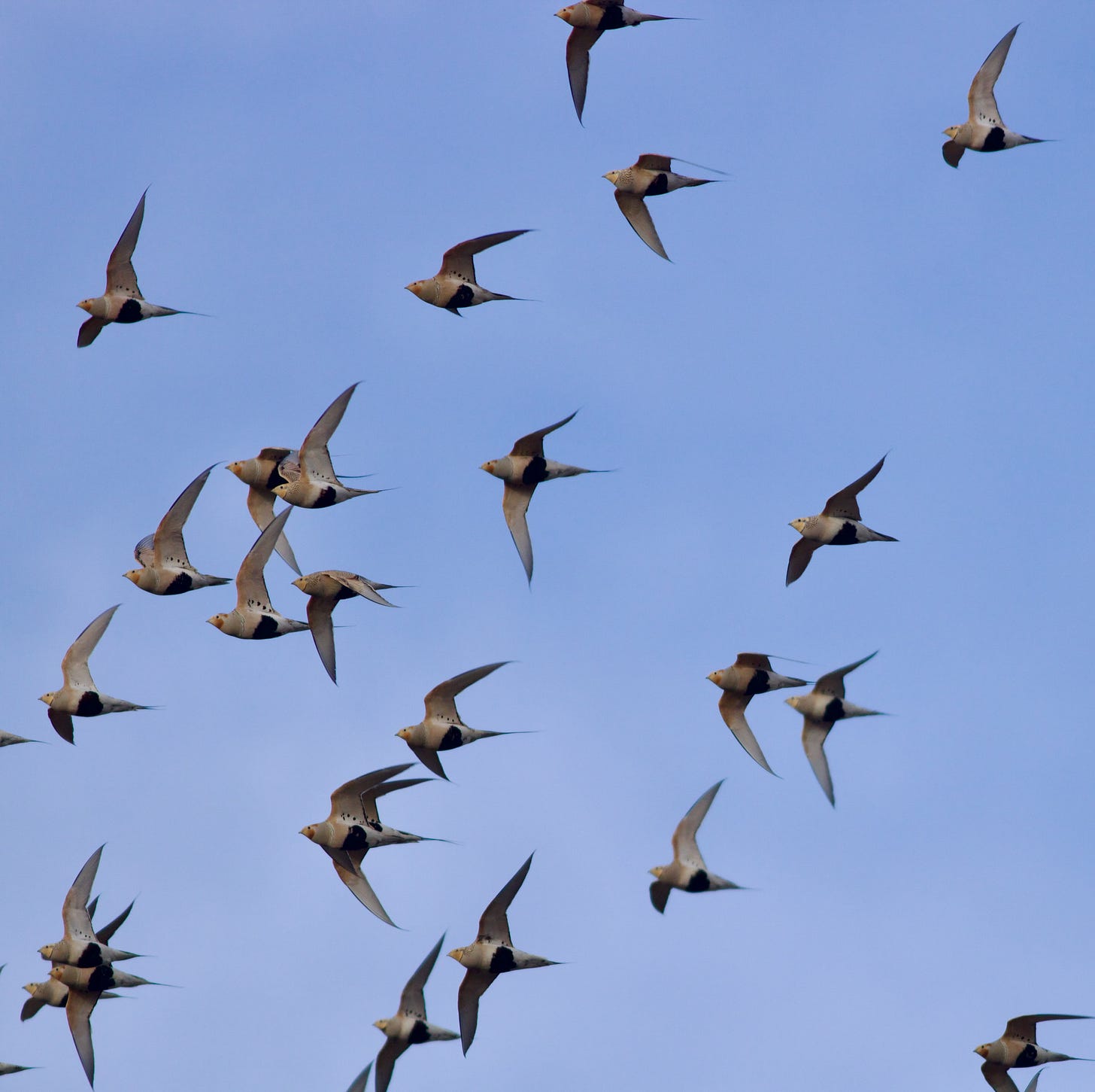 Irruption of Pallas's Sandgrouse in Beijing – Wild Beijing 北京自然