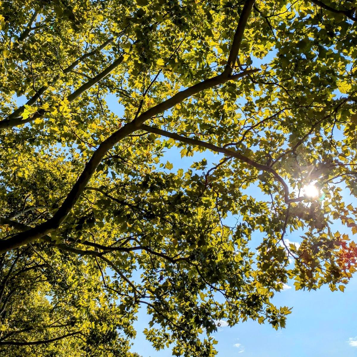 Tree top, seen from underneath the leaves, against the sun and a bright blue sky.