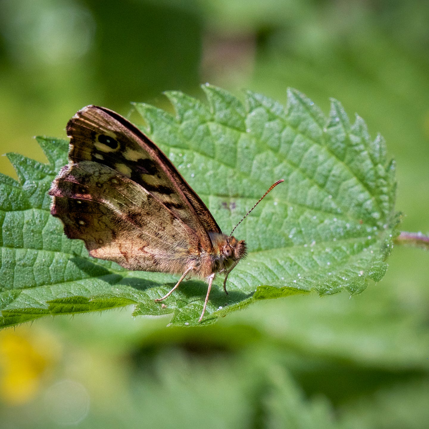 Speckled Wood butterfly, Stoke cemetery. Copyright Jerome Whittingham.