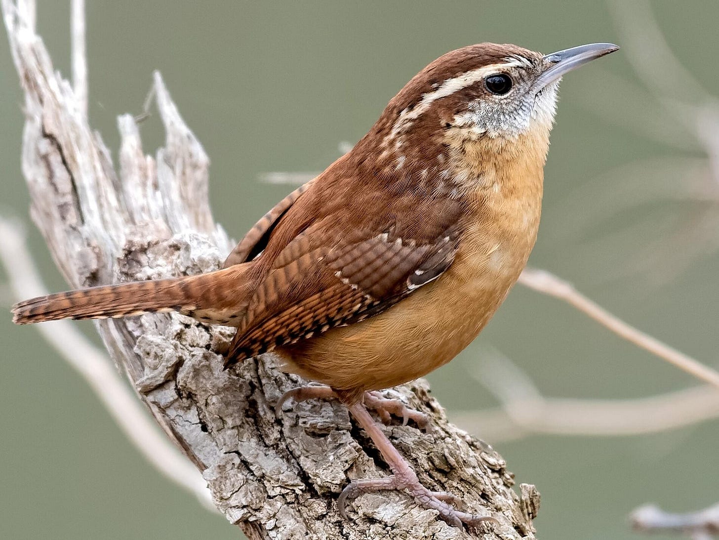 Carolina Wren | Celebrate Urban Birds