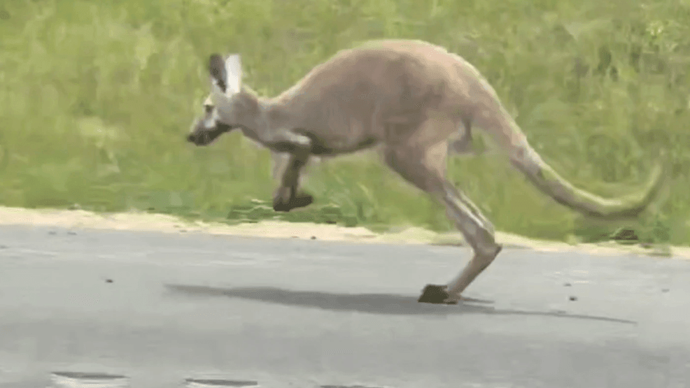 Runaway kangaroo on the loose named Sheila shuts down Alabama interstate Runaway kangaroo on the loose named Sheila shuts down Alabama interstate