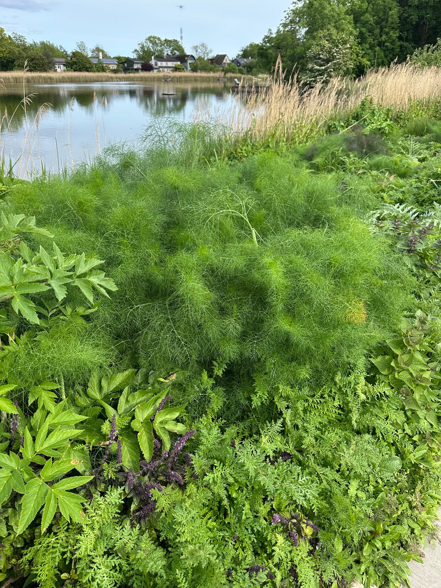 Fennel in Noma's garden