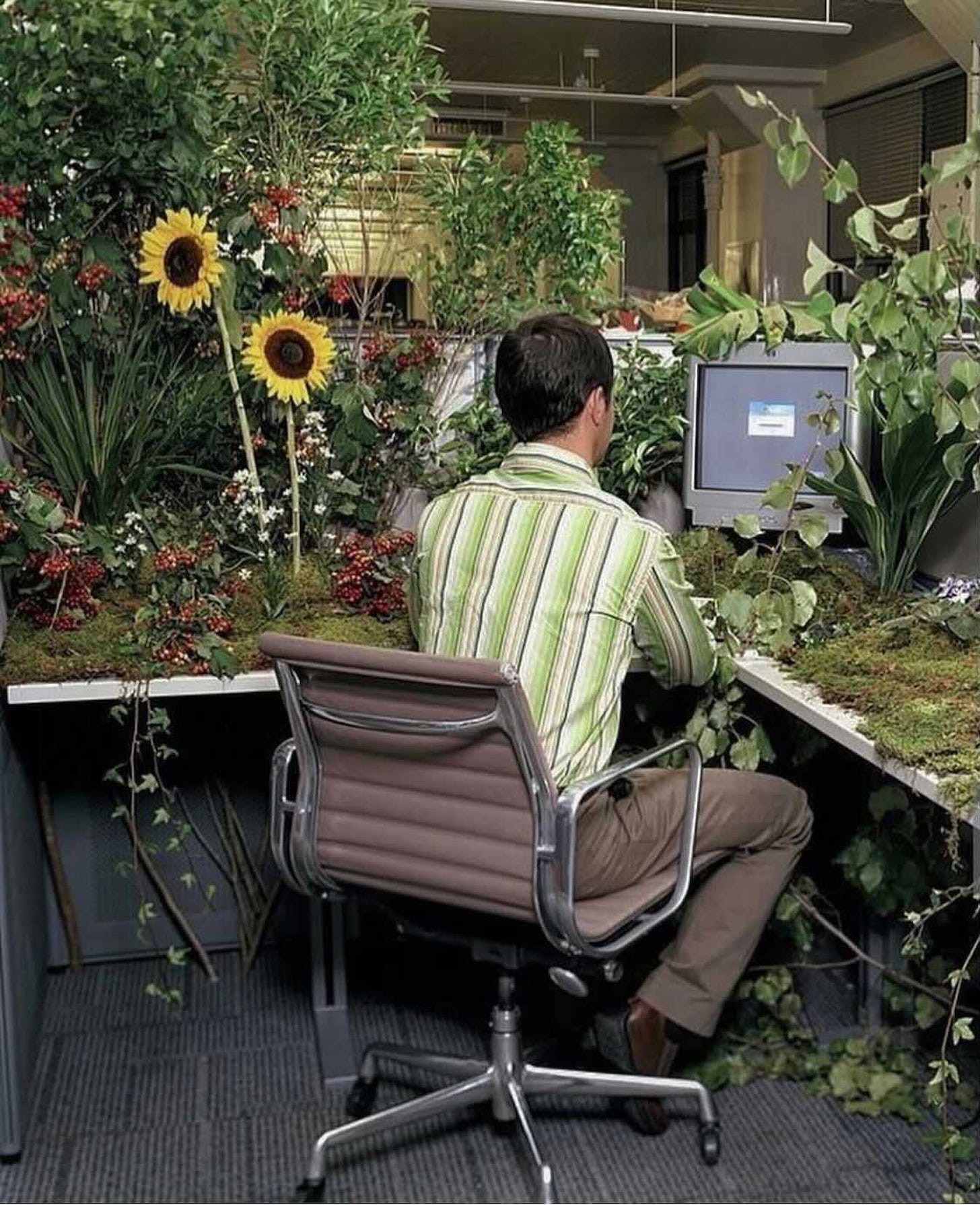 a man sat at a computer amongst flowers and plants