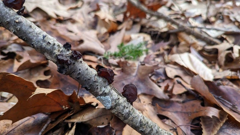 Amber jelly roll mushrooms growing out of a stick on top of dead leaves on the ground