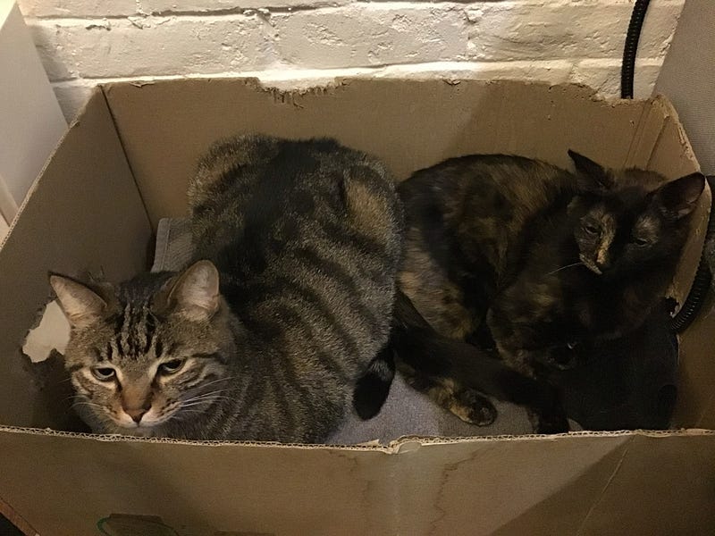 A tabby and a tortoiseshell in a cardboard box, symbolizing a comfortable trapped-ness.