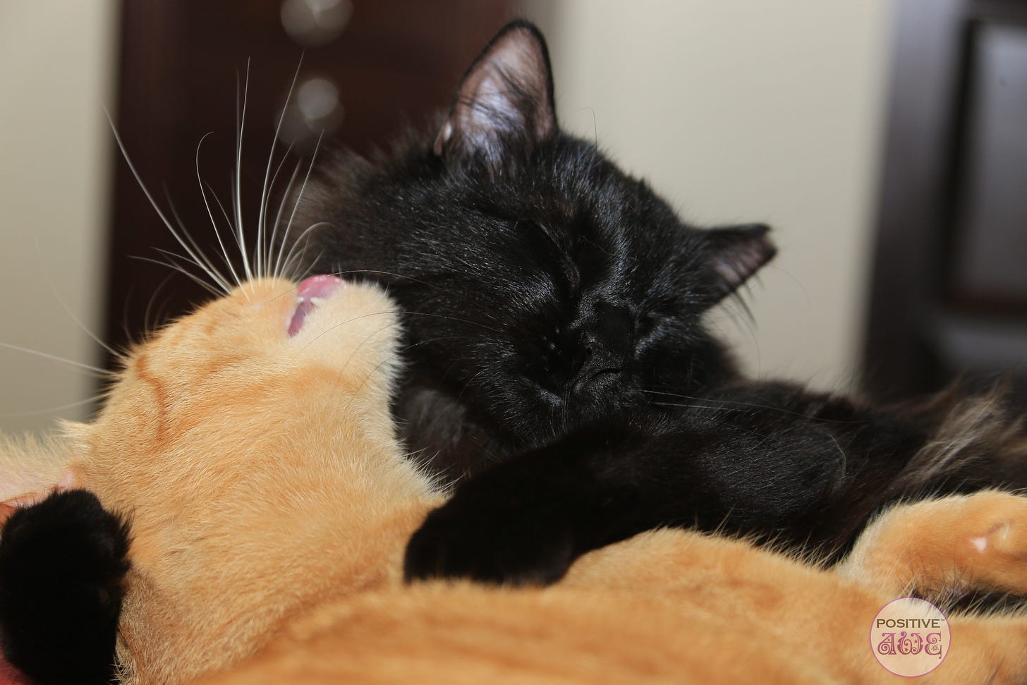 Closeup of Milo, orange tabby cat, with head tilted licking Shadow Breeze's, black Ragdoll mix, face. Shadow is hugging Milo with her eyes closed. ©Tanya Owens 6/16/2015