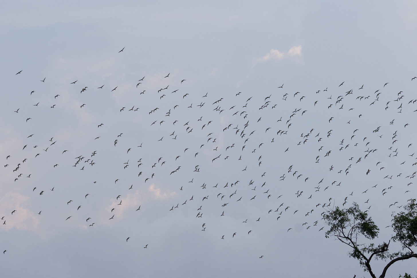 hundreds of seagulls set against a cloudy sky