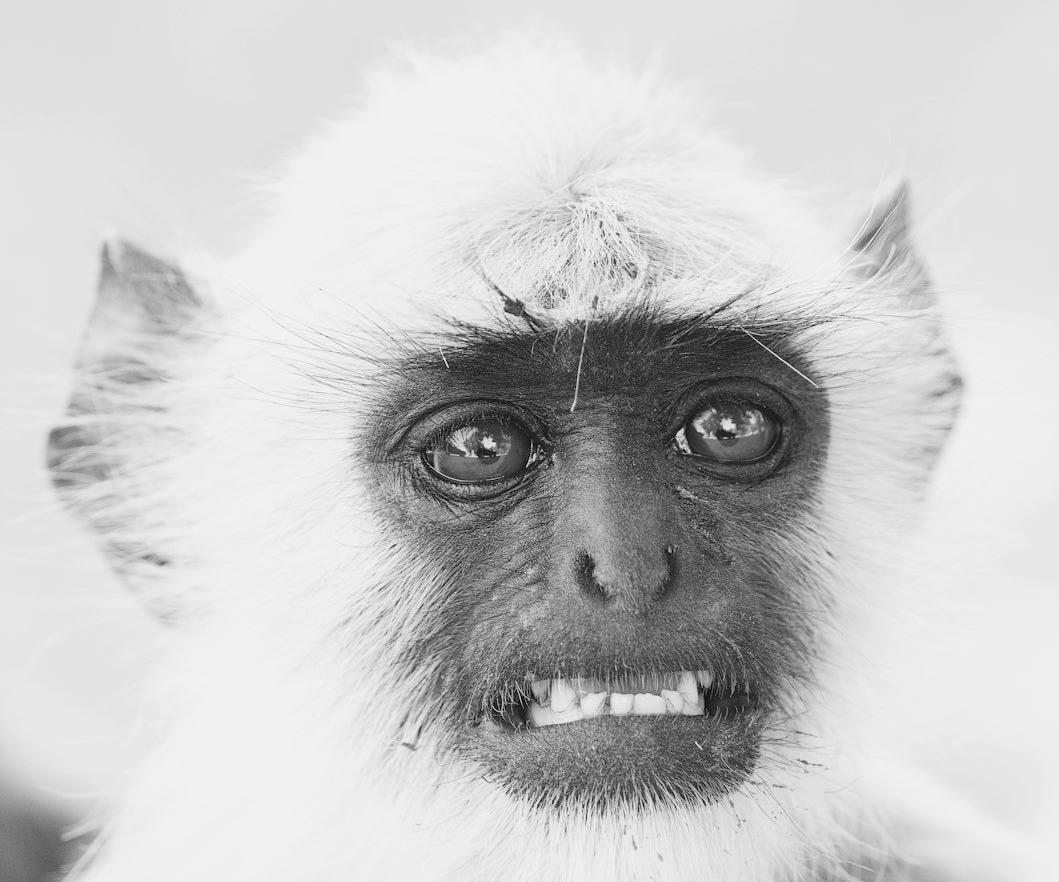 grayscale photo of primate grayscale photo of primate
