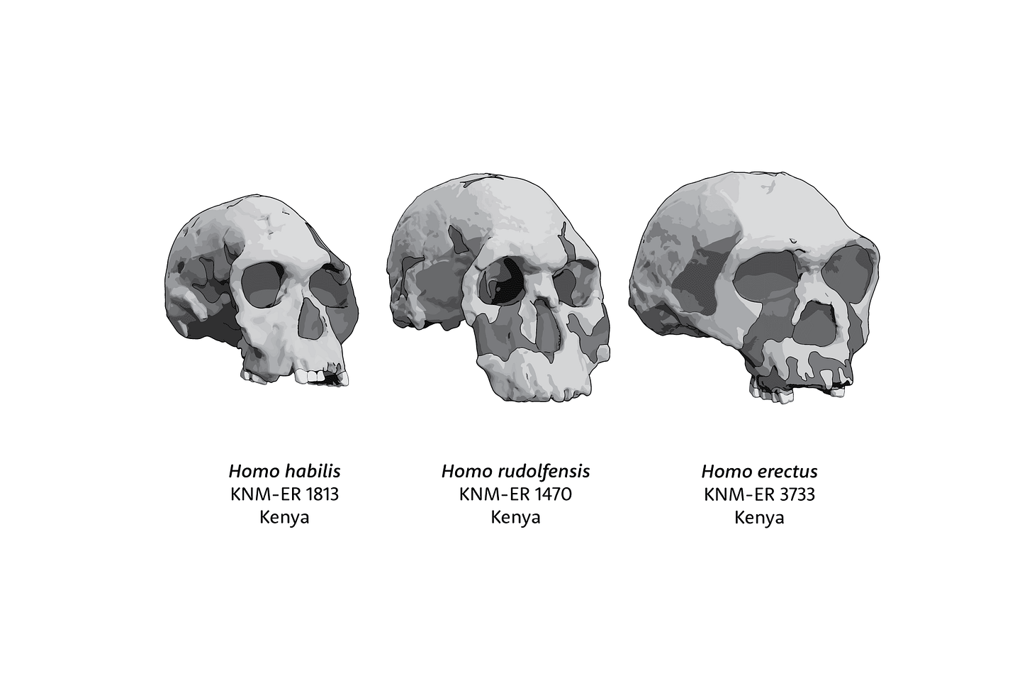 Three skulls in oblique view. On the left is KNM-ER 1813, Homo habilis, then in center KNM-ER 1470, Homo rudolfensis, and on the right KNM-ER 3733, Homo erectus Three skulls in oblique view. On the left is KNM-ER 1813, Homo habilis, then in center KNM-ER 1470, Homo rudolfensis, and on the right KNM-ER 3733, Homo erectus