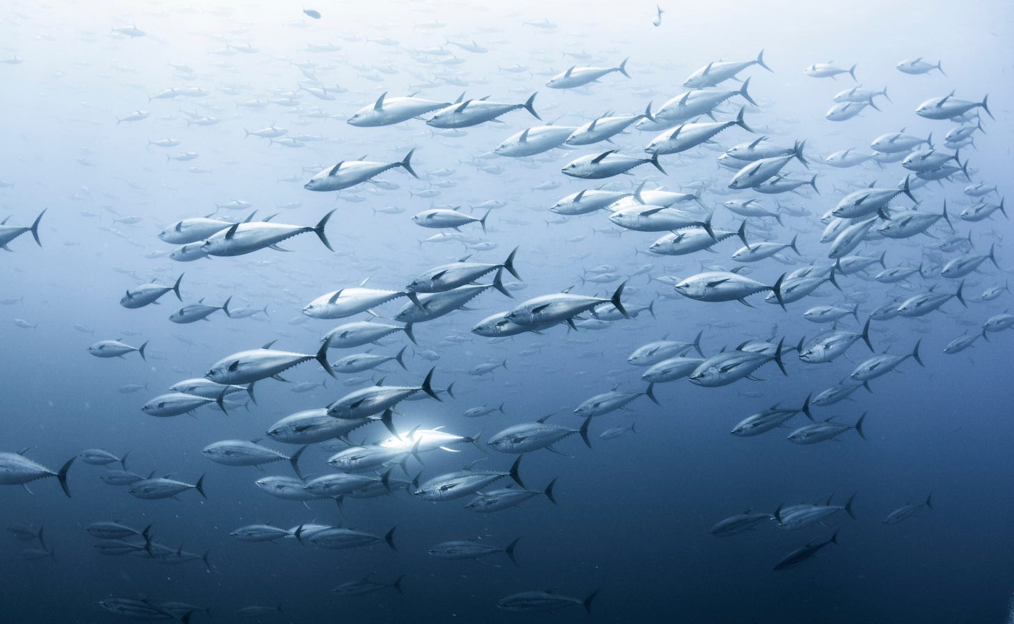 Tuna Species – TheTimelessTin