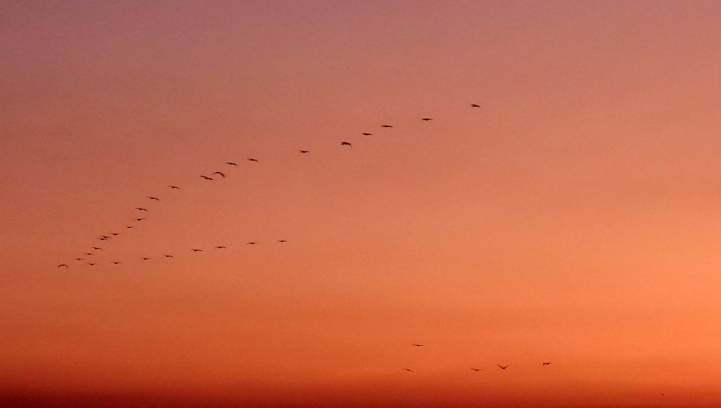 Photo of geese flying south in formation against an orange sunset sky.