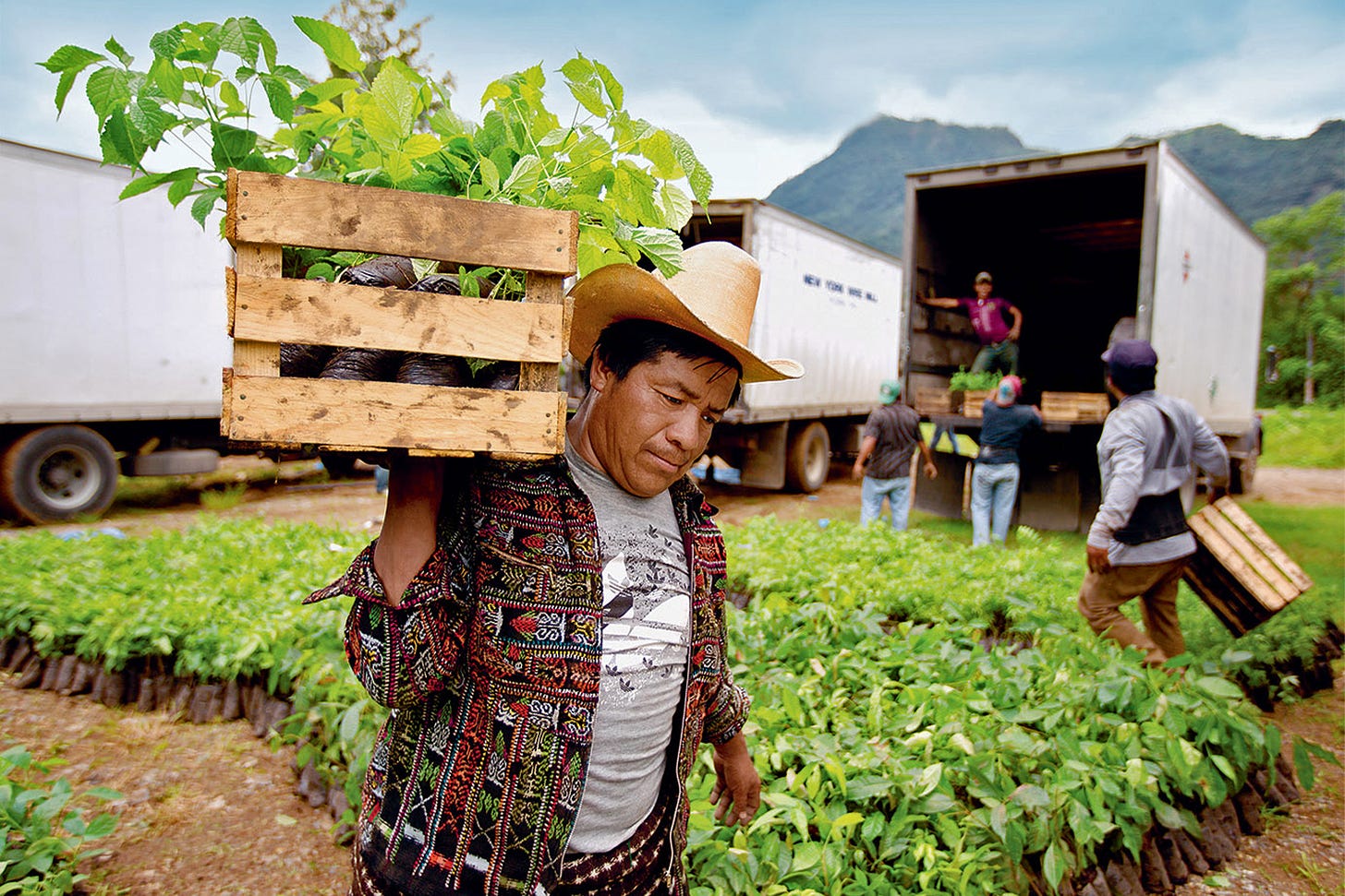 A coffee farmer carries saplings.