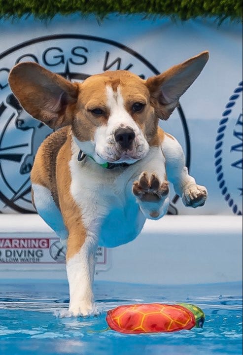 Dock diving Beagle action shot with ears in the air and one paw touching the water