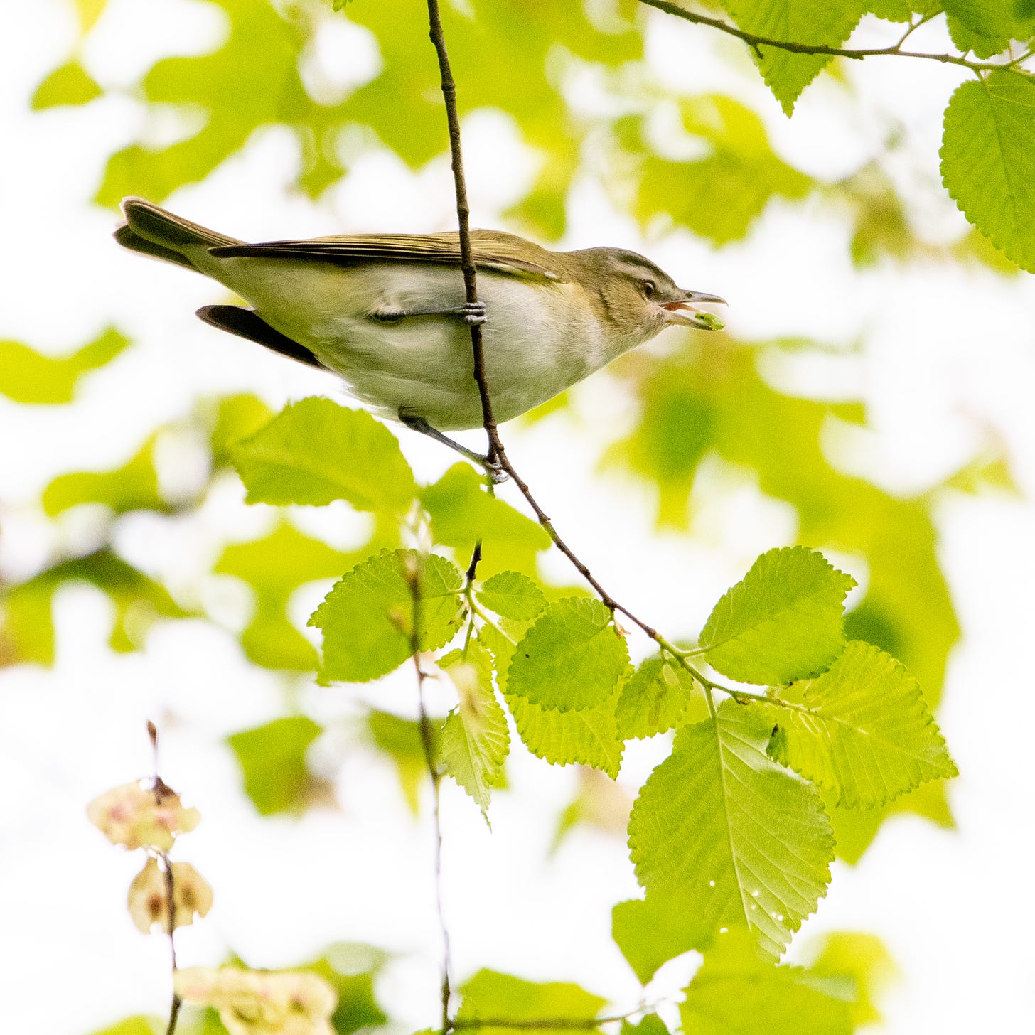 A red-eyed vireo swallowing a green caterpillar