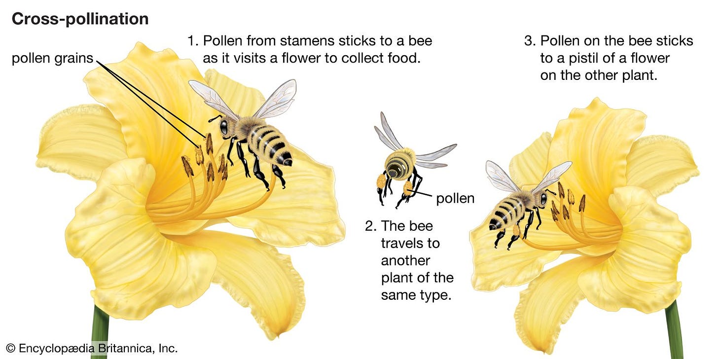 Cross-pollination | Definition, Plants, Mechanism, & Facts | Britannica