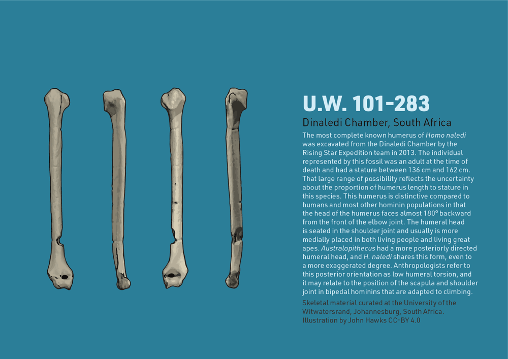 U.W. 101-283 humerus illustration with information added