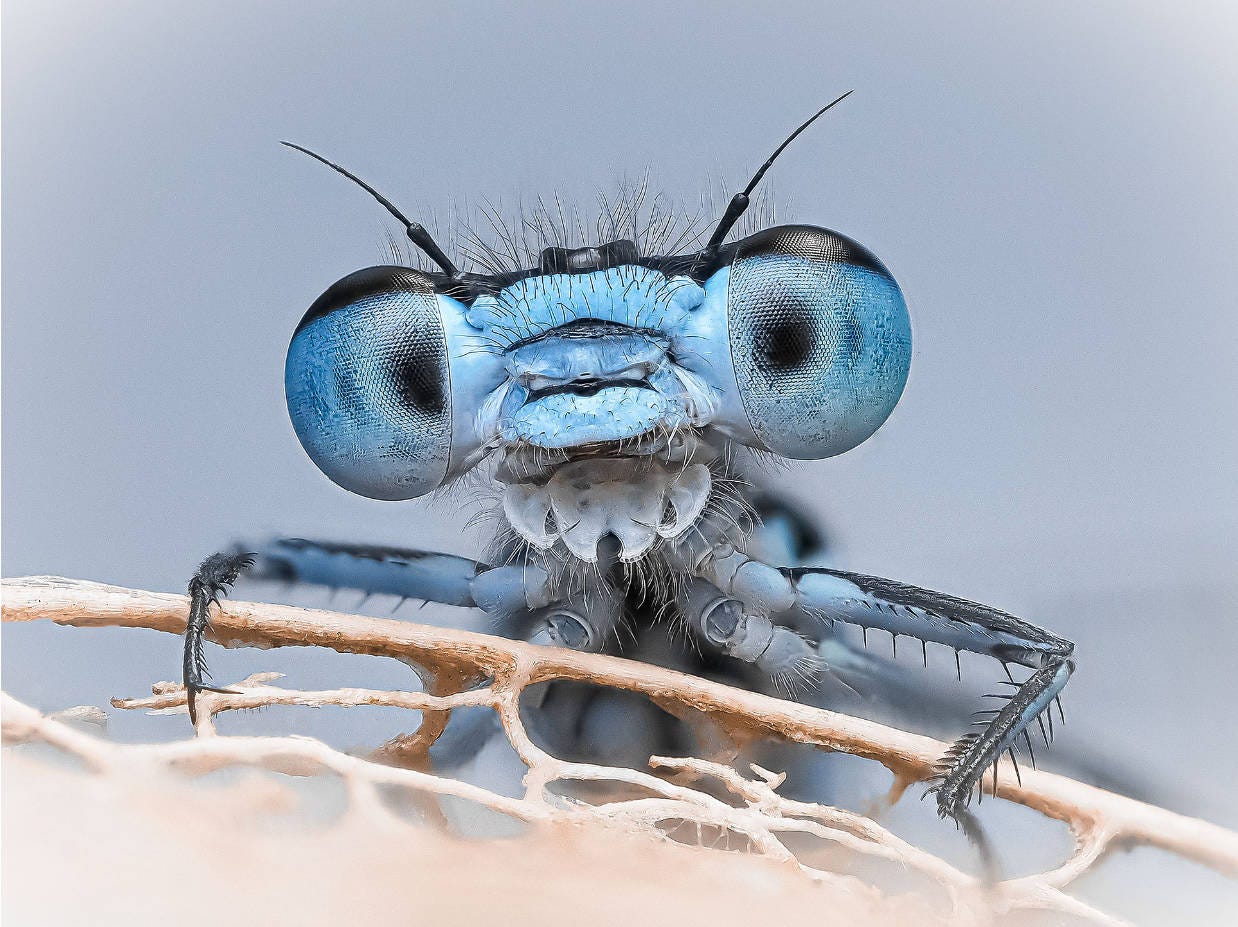 retrato de cerca de un caballito del diablo de color azul, en el que se pueden ver sus ojos separados