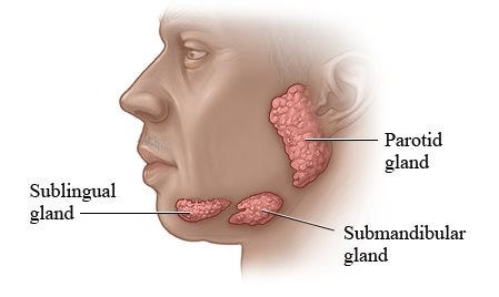 Salivary Gland Surgery - ENT Specialists of Austin