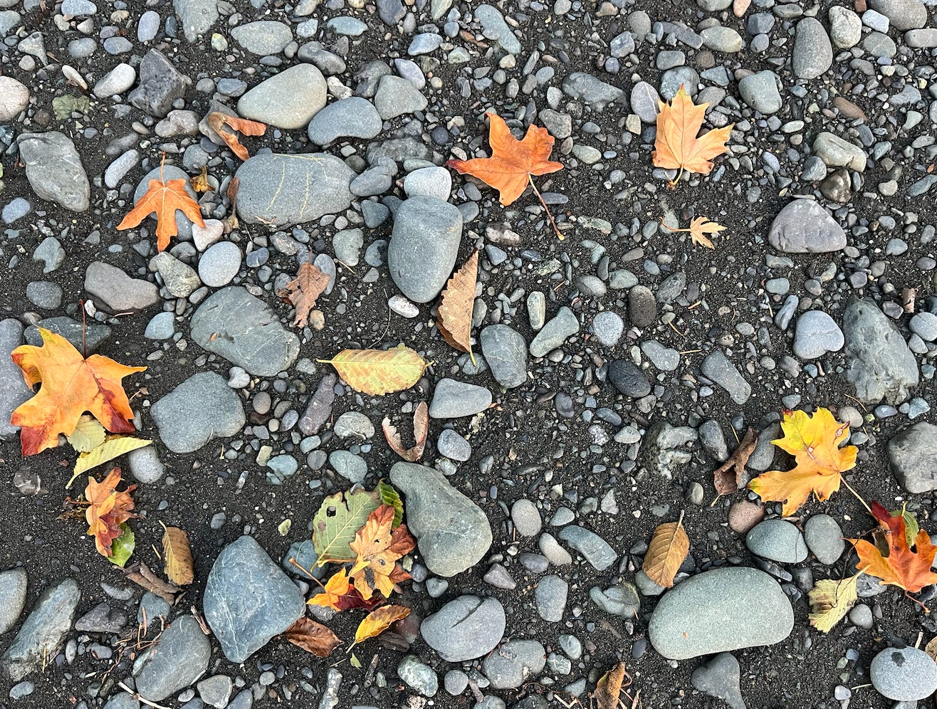 Gray rocks and orange fallen leaves