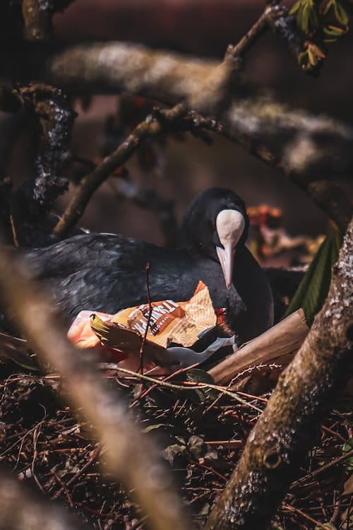 Free Eurasian Coot nesting with litter in a natural setting during the day. Stock Photo Free Eurasian Coot nesting with litter in a natural setting during the day. Stock Photo
