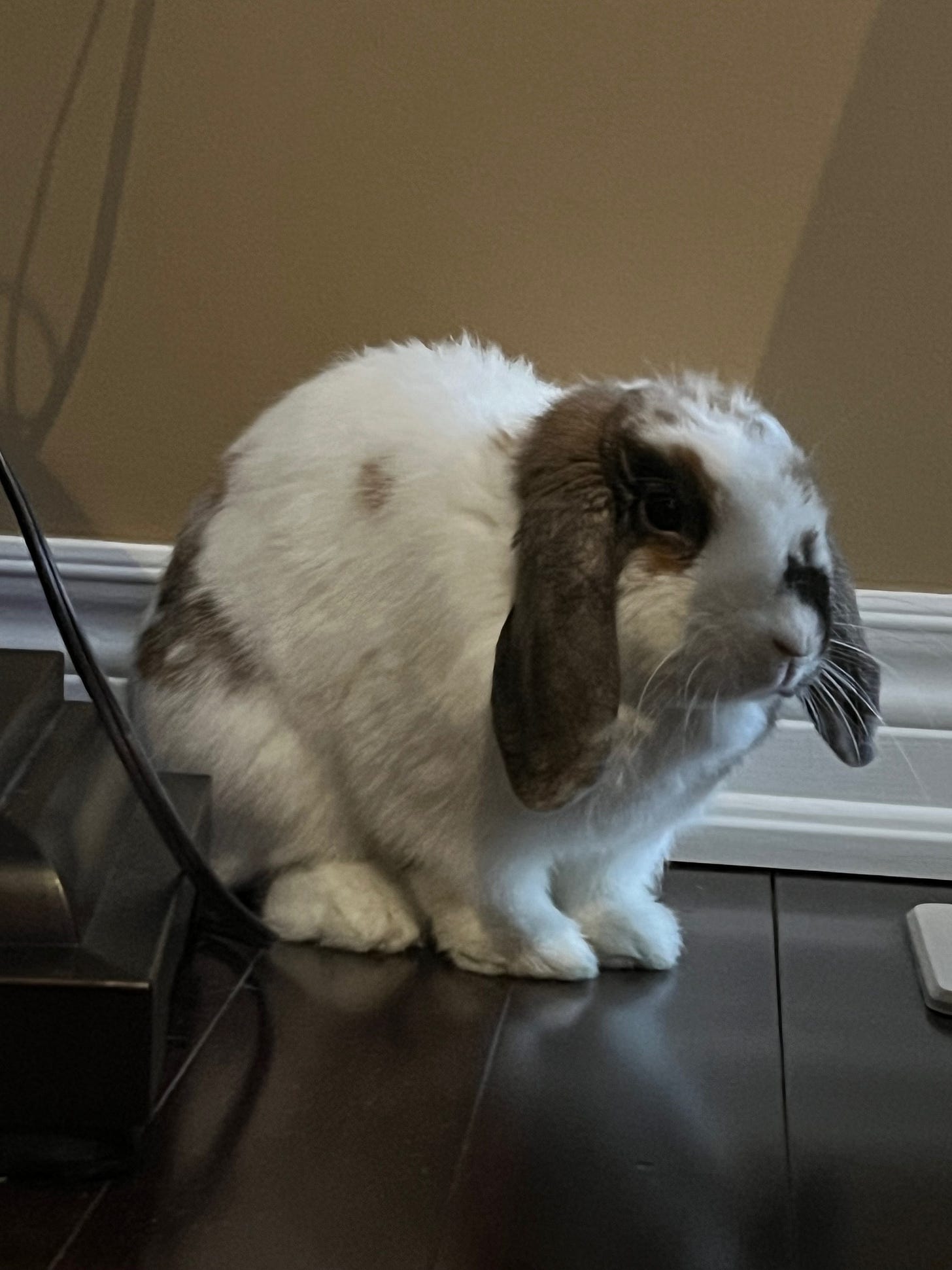 A rabbit standing in the corner of a room