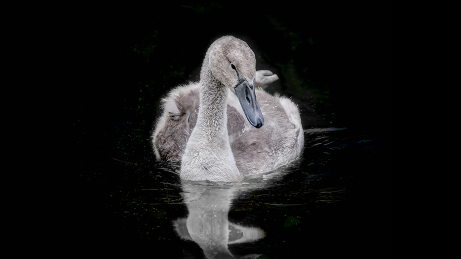 Shades of grey – understanding grey swans | Investec