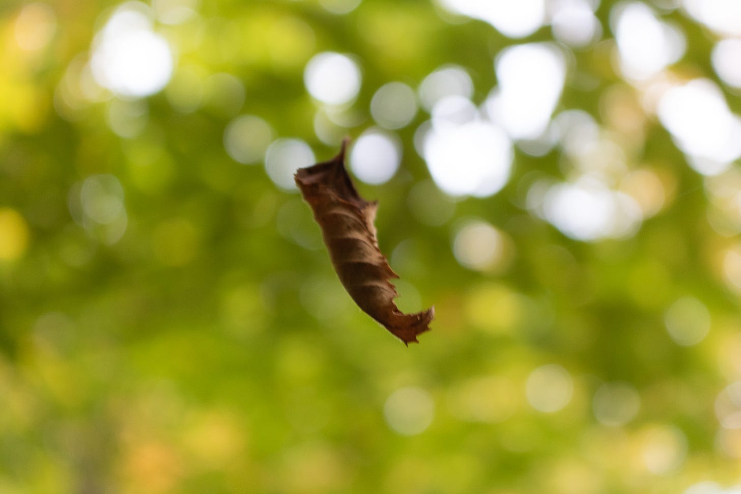 A leaf suspended in the air, a snapshot of the present moment