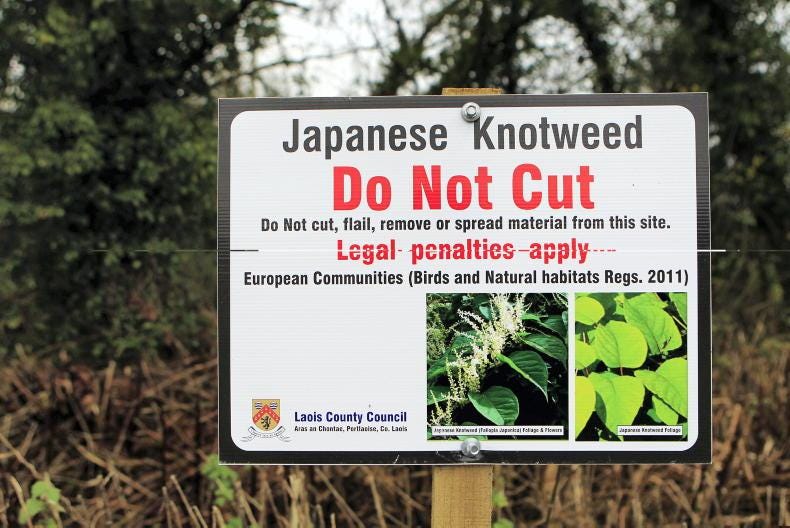 Donegal farmers called on to fight Japanese knotweed