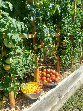 Tall tomato plants with tomato harvest