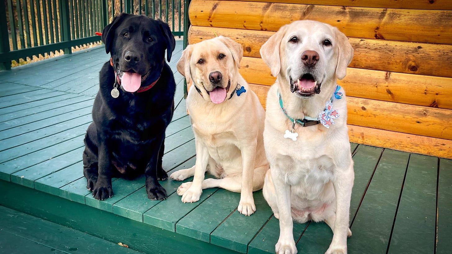 Three labrador retriever dogs